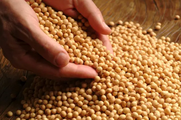 TWR-Trading-GMO_soy