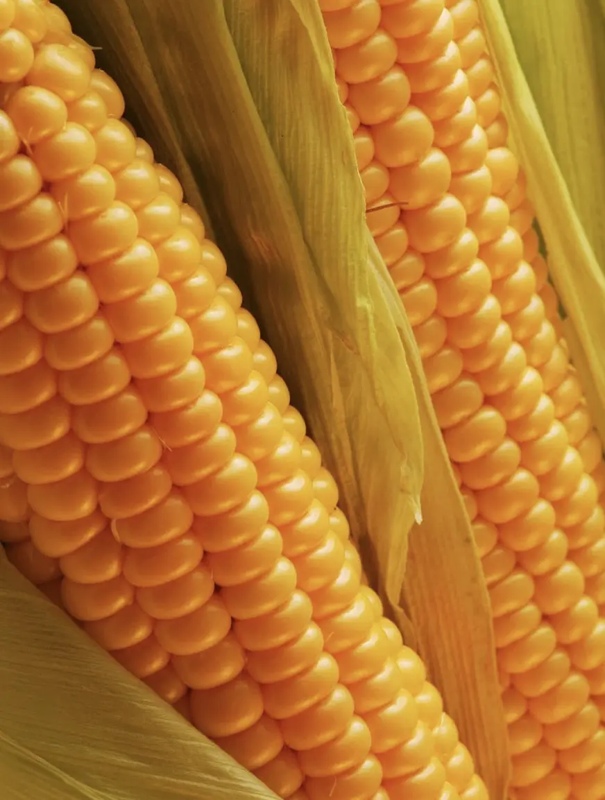 grains-corn