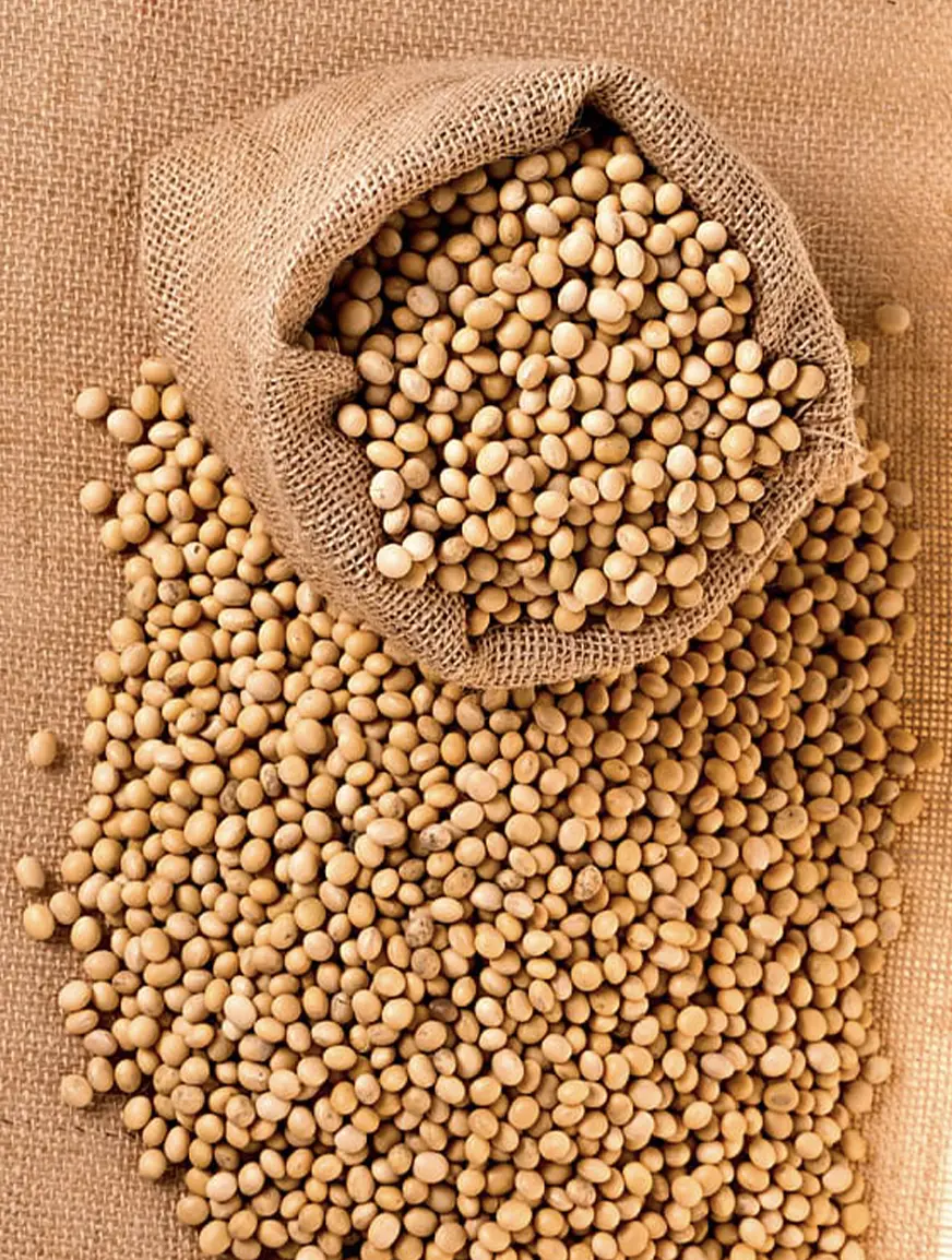 grains-soybean3