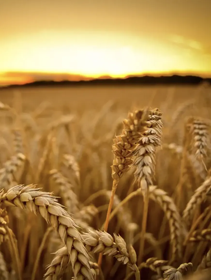 grains-wheat